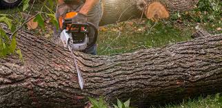How Our Tree Care Process Works  in  Absecon, NJ