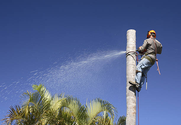 Best Tree Preservation Services  in Absecon, NJ