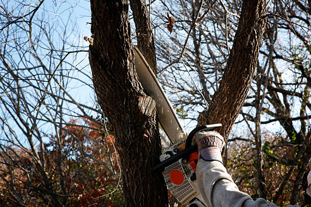 Seasonal Cleanup (Spring/Fall)