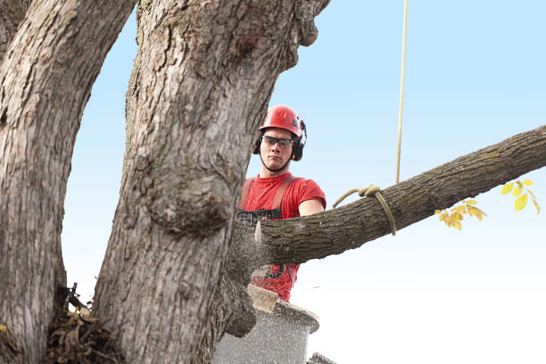 Best Firewood Processing and Delivery  in Absecon, NJ
