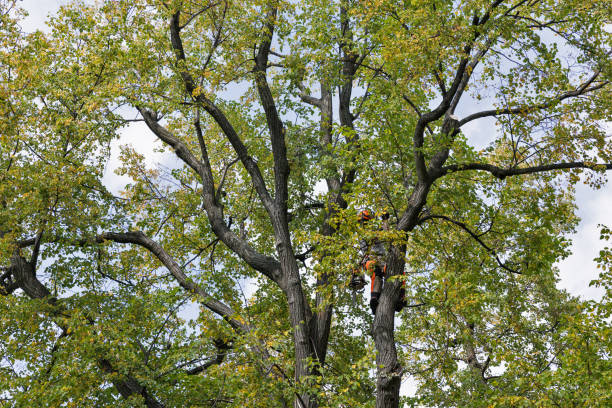 Trusted Absecon, NJ Tree Care Experts